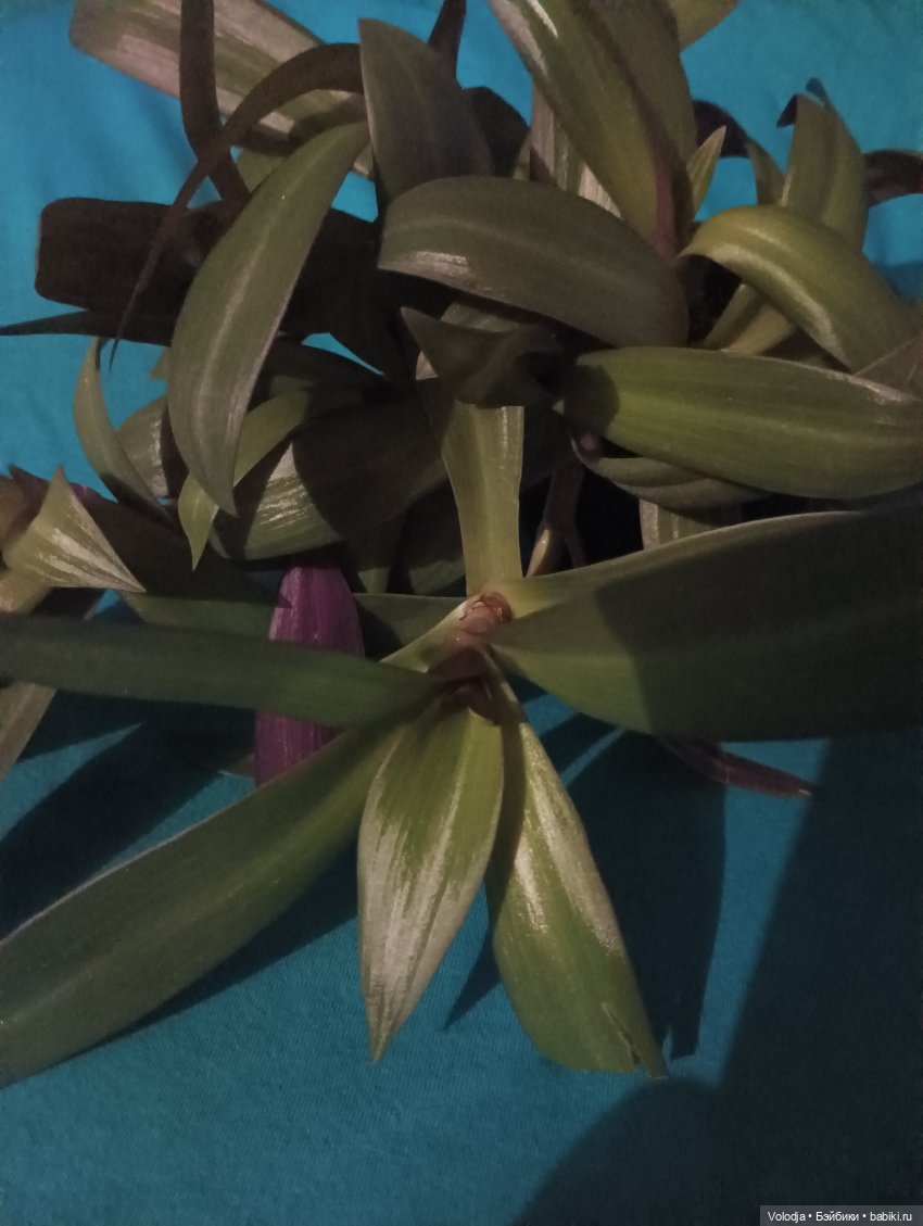 Променад — Игровые куклы разных производителей (Разное): редкие бренды