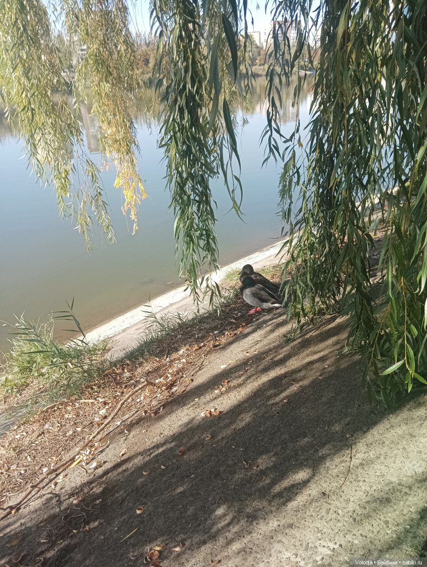 Небольшая прогулка — Гибриды шарнирных кукол (не БЖД): подбор тела (фото 4)