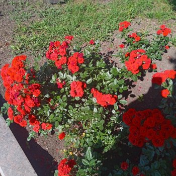 Погуляли мы немножко по тротуарам и дорожкам.