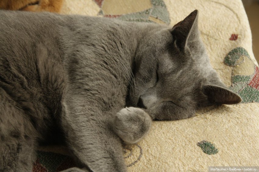 Его звали Данте - 11 - Потеря