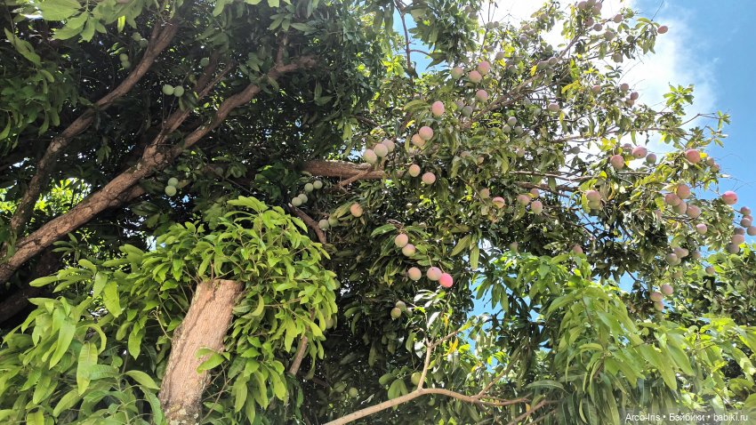 Вот, как это по-русски называется (фото 9)