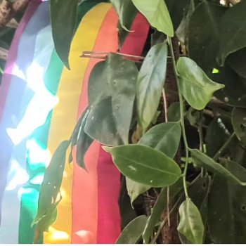 День Святого Патрика. Кадры, которые я не успела снять.