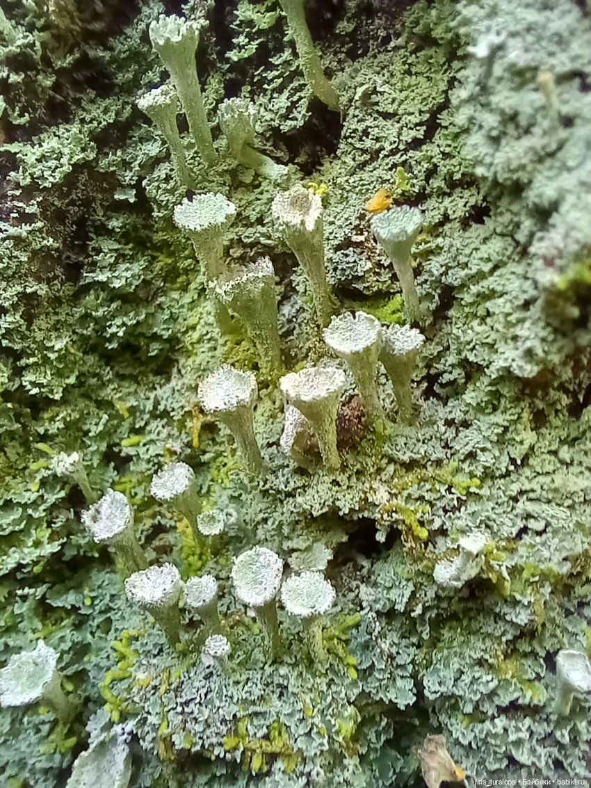 Луг и Лес — Куклы D'Anton Jos (Д'Антон Джос): характерные (фото 8)