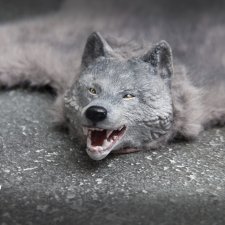 Шкура коврик волк "Волчок - кусь за бочок"