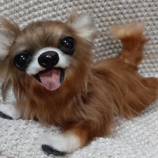 Щенок чихуахуа