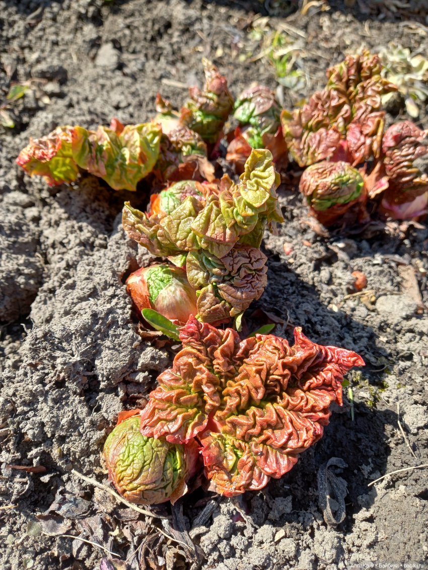 Готовим вместе с Гюльденштедтией фон Монфиллой пирог со спаржей и варенье из ревеня | Бэйбики Готовим вместе с Гюльденштедтией фон Монфиллой пирог со спаржей и варенье из ревеня