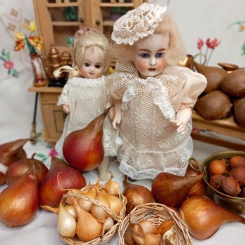 Гюльденштедтия фон Монфилла и луковицы тюльпанов