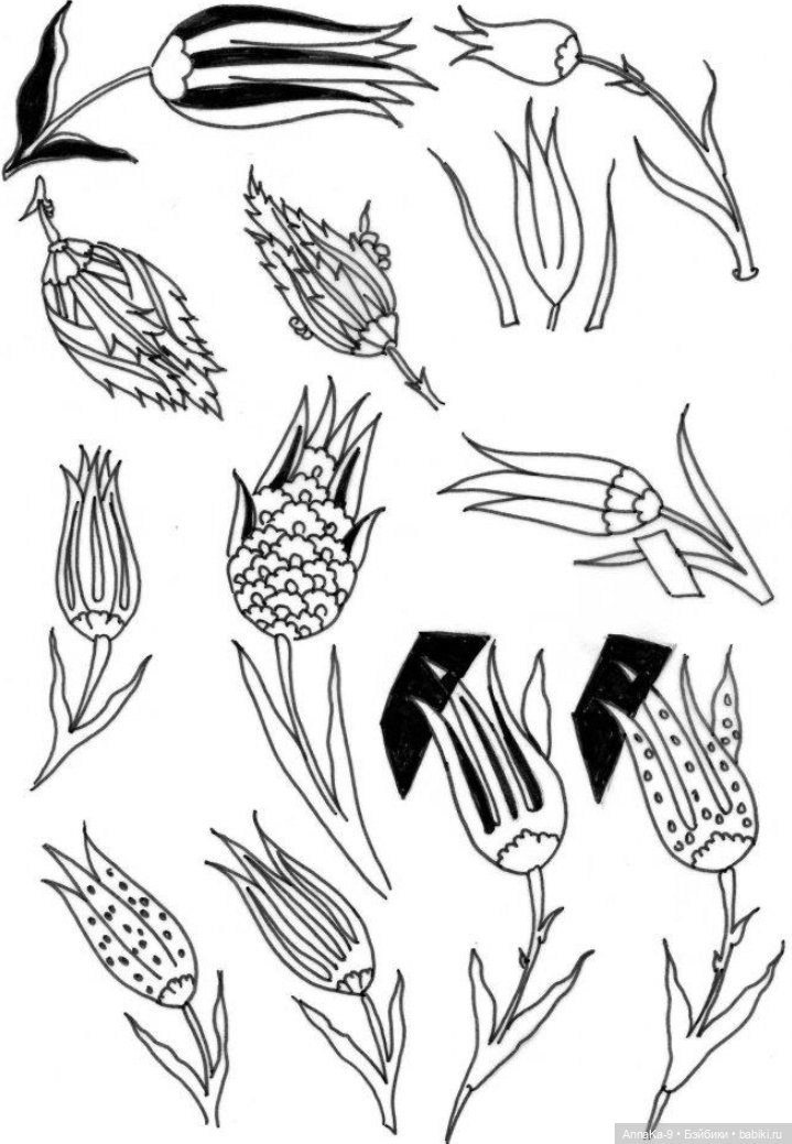 Гюльденштедтия фон Монфилла и луковицы тюльпанов (фото 4)