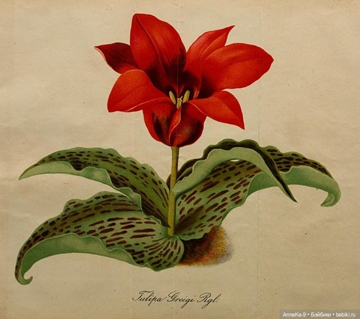 Тюльпан Грейга