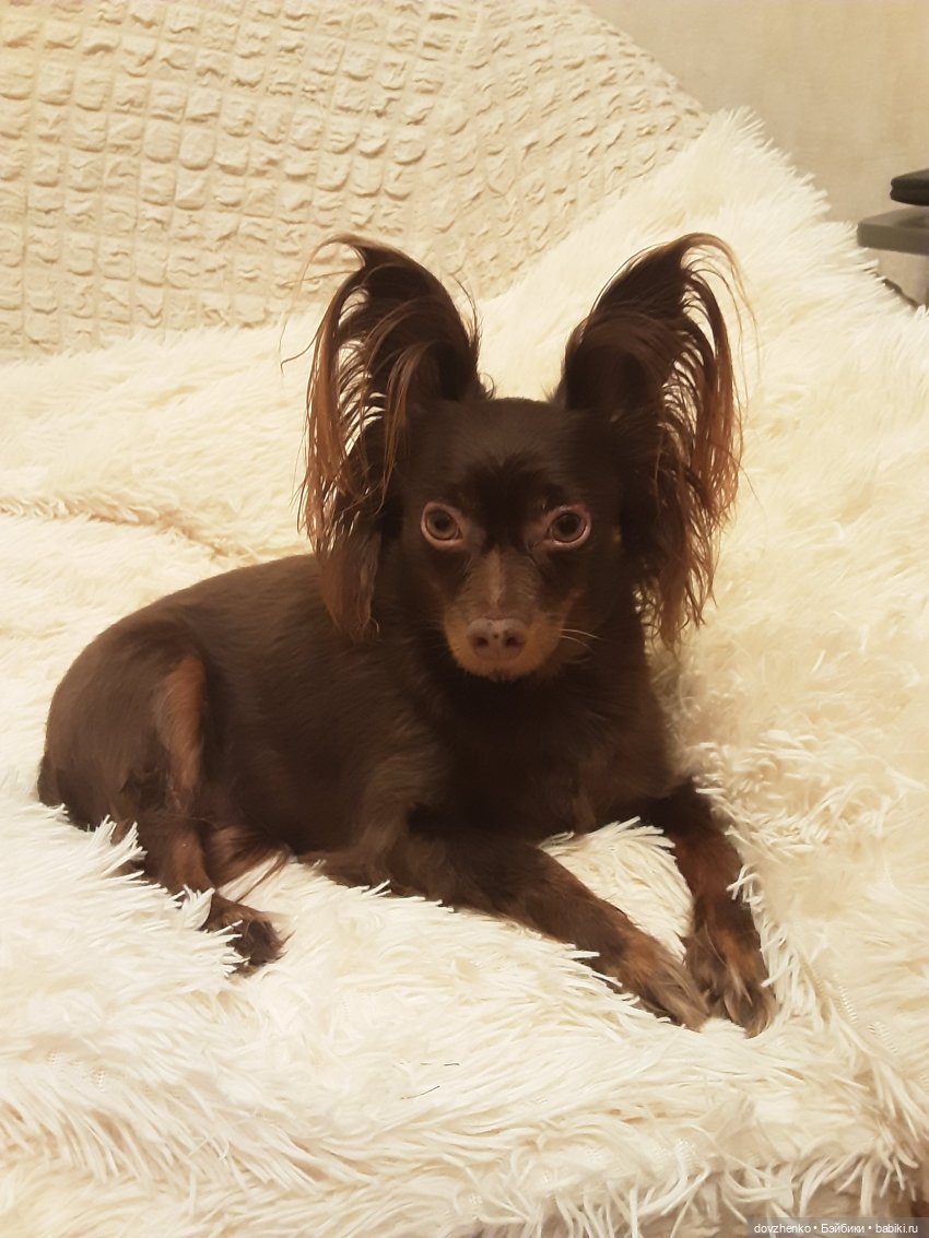 Пока взрослые на работе — Куклы Annette Himstedt (Аннетт Химстедт): коллекционные (фото 8)