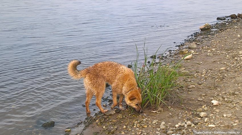 Винтажная немецкая кукла Зоннеберг(Сонни) по имени Светка. Или очередная история "спасения утопающего"