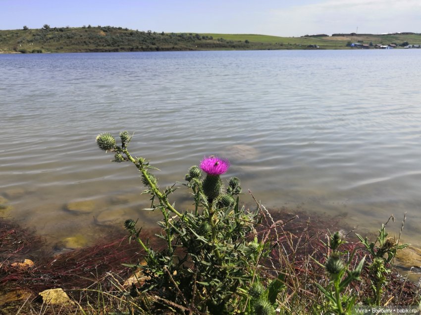 О степных озерах и навязчивых друзьях