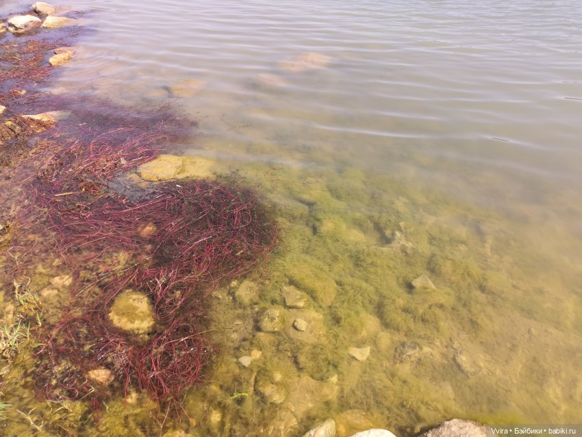 О степных озерах и навязчивых друзьях (фото 3)