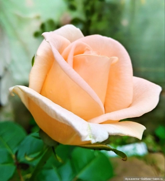 Сезон Рыжиков | Бэйбики Сезон Рыжиков — Куклы Gotz (Готц): Ханна