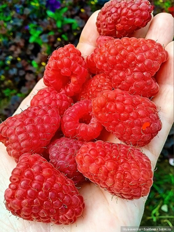 Сезон Рыжиков | Бэйбики Сезон Рыжиков — Куклы Gotz (Готц): Ханна