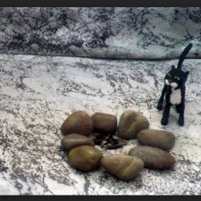 Фоточетверг.  Все началось с кота.