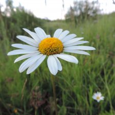 Бантик прицепила - и уже красивая!