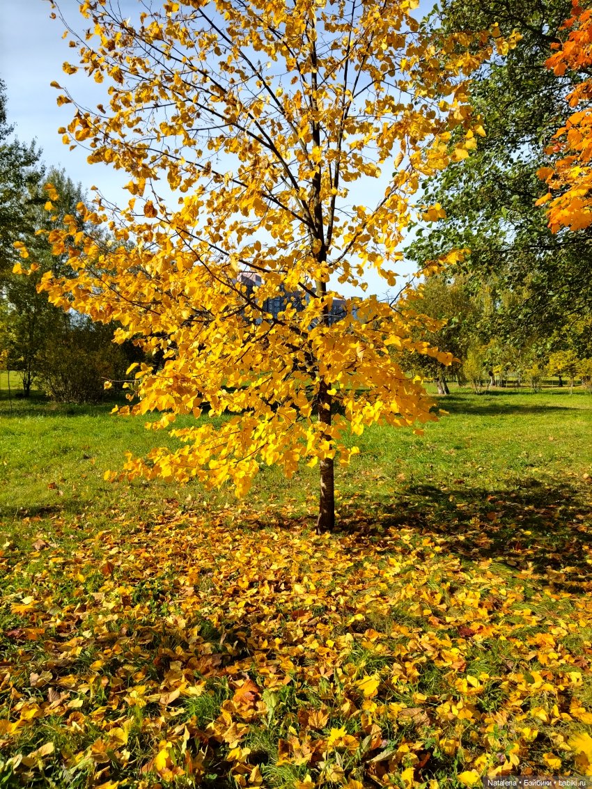 Живет такой парень — Аналоги Барби и куклы 1/6: клоны 90