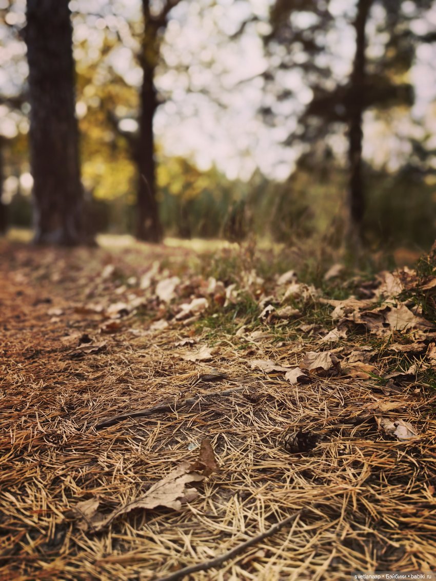 Вечер за городом. Жу и Жужик