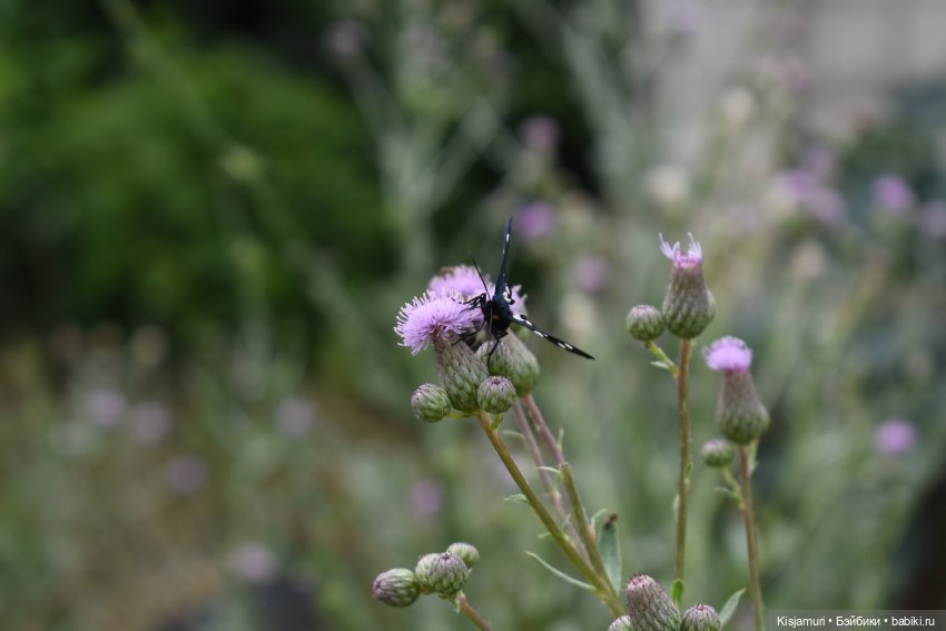 Готовь осень летом — Домашние фото авторских кукол: личные коллекции (фото 10)