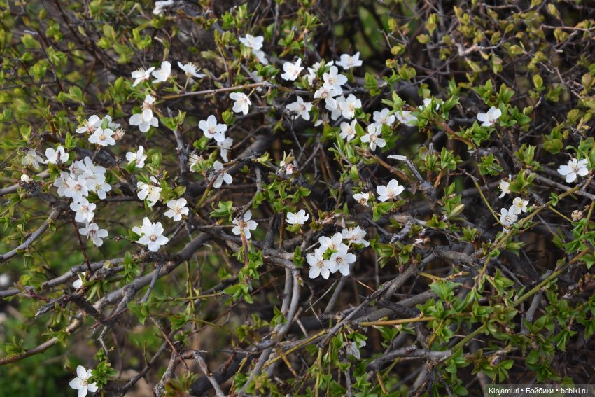 Недовольные модели и пора весеннего цветения