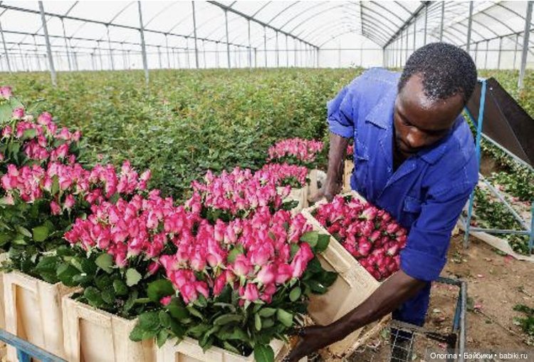 Моя родина - Кения — Интересное и необычное: фотоподборки