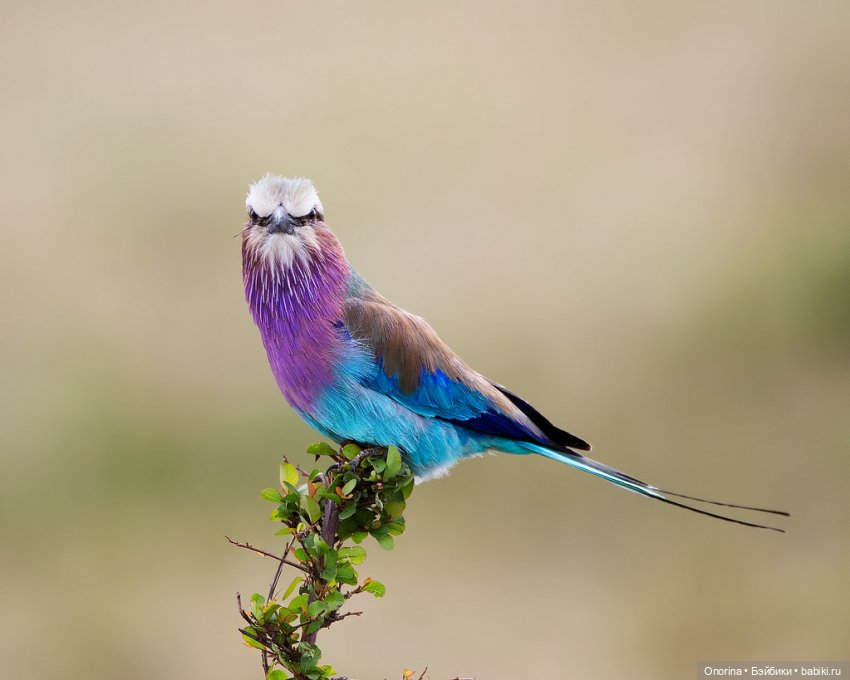 Моя родина - Кения — Интересное и необычное: фотоподборки