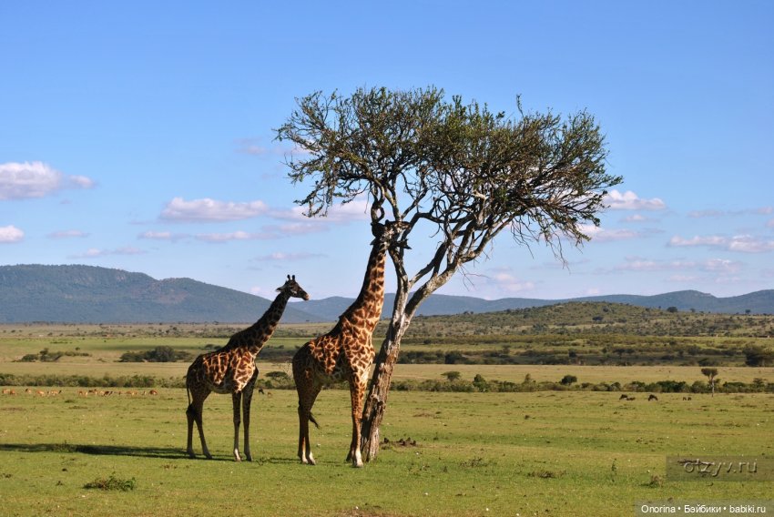Моя родина - Кения — Интересное и необычное: фотоподборки
