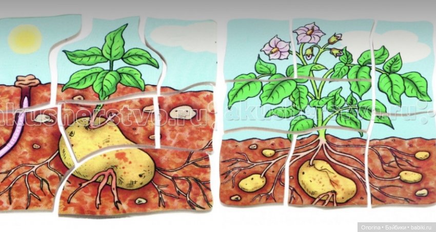 День варёного картофеля — Интересное и необычное: фотоподборки