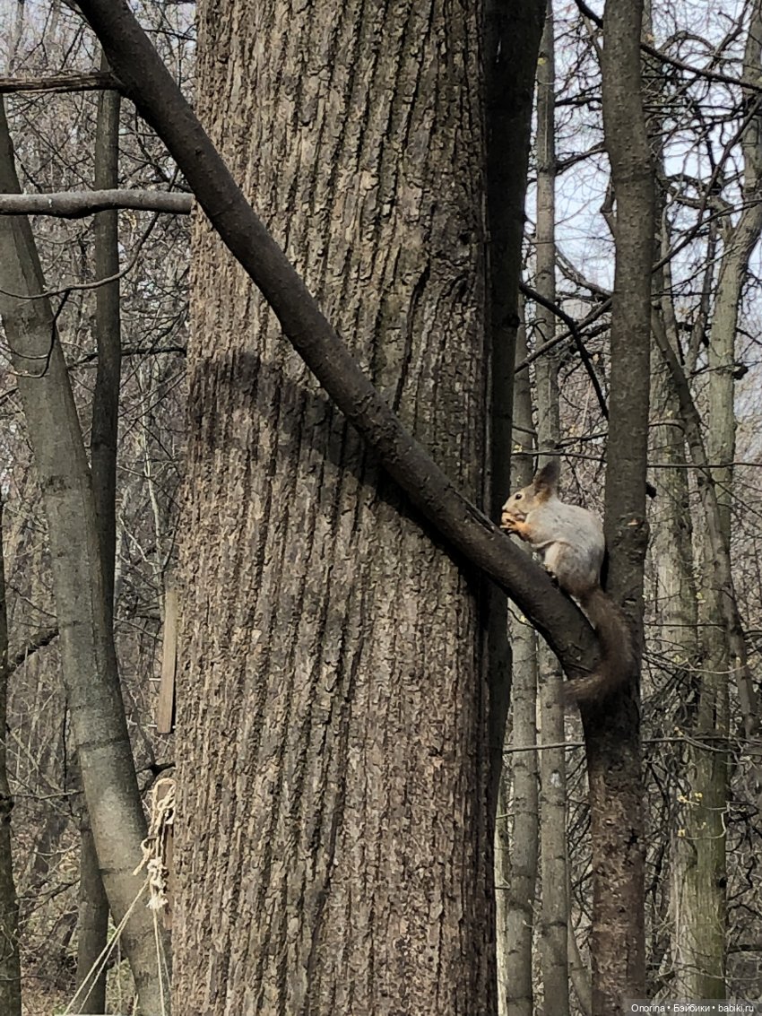 Аука переезжает — Игровые куклы разных производителей (Разное): редкие бренды