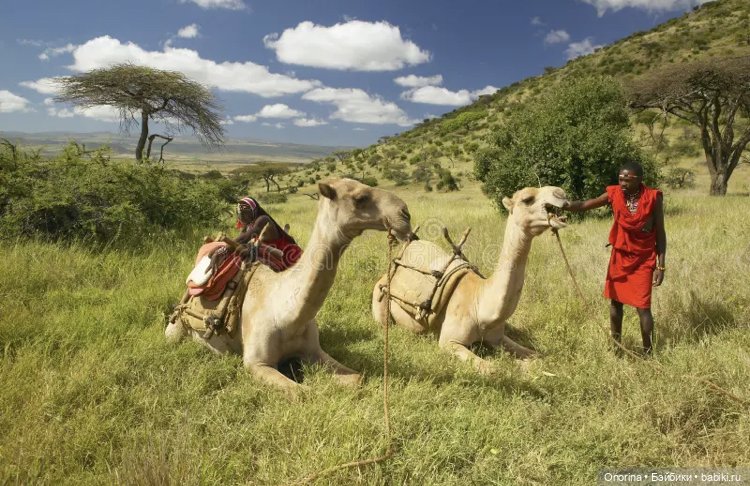 Мой верблюд — Игрушки СССР и советского детства: резиновые