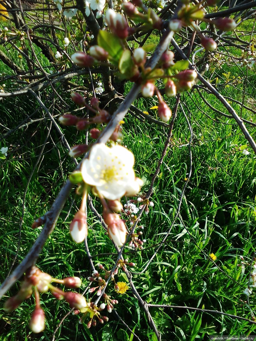 Зайка — Вязаные игрушки и амигуруми: крючком