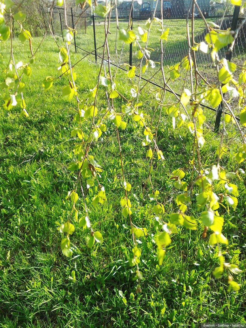 Еще весенняя прогулка — Куклы Baboliy (Баболи