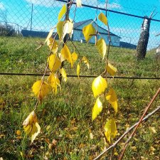 Немного осенних листьев...