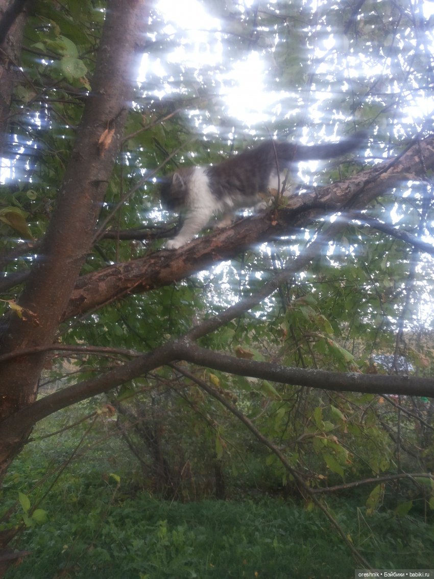 Осень — Куклы Baboliy (Баболи (фото 4)