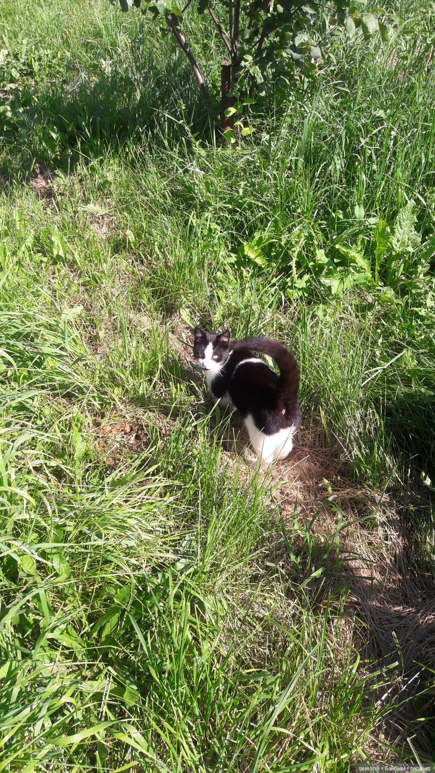 Летняя прогулка Твайлы 2023🌄🌤️🌳