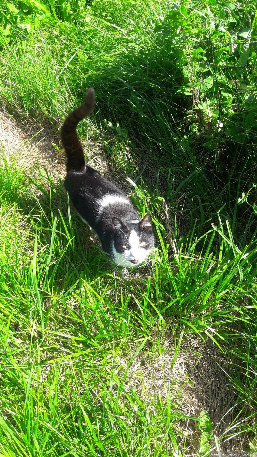 Летняя прогулка Твайлы 2023🌄🌤️🌳