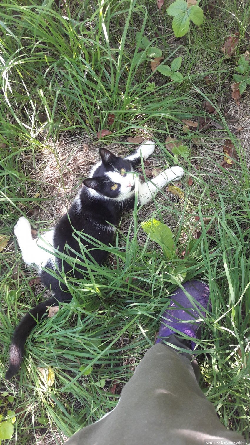 Летняя прогулка Твайлы 2023🌄🌤️🌳