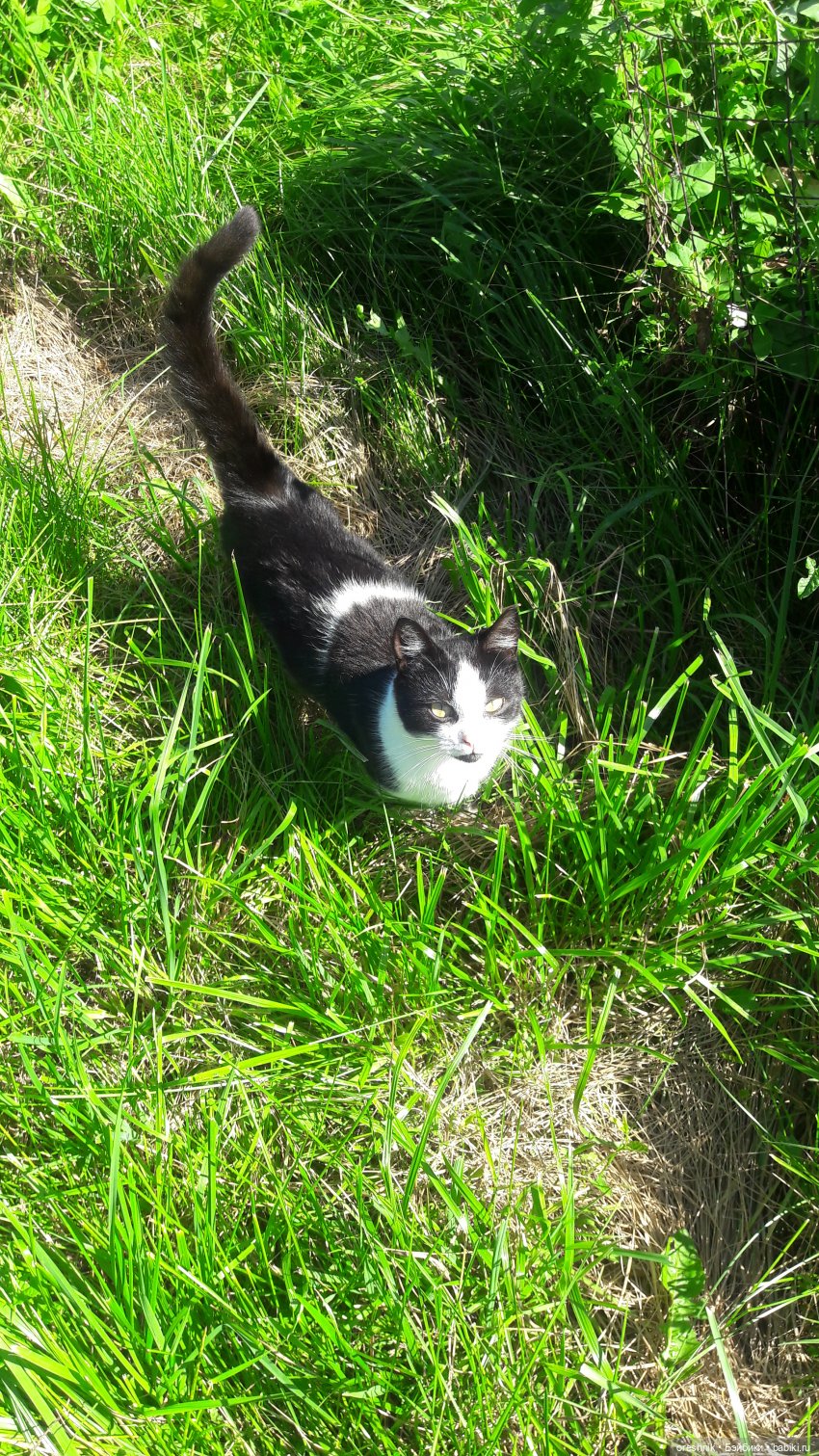 Летняя прогулка Твайлы 2023🌄🌤️🌳