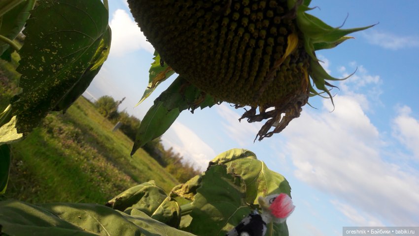 Утка🦆🌳🏞️ — Вязаные игрушки и амигуруми: крючком (фото 7)