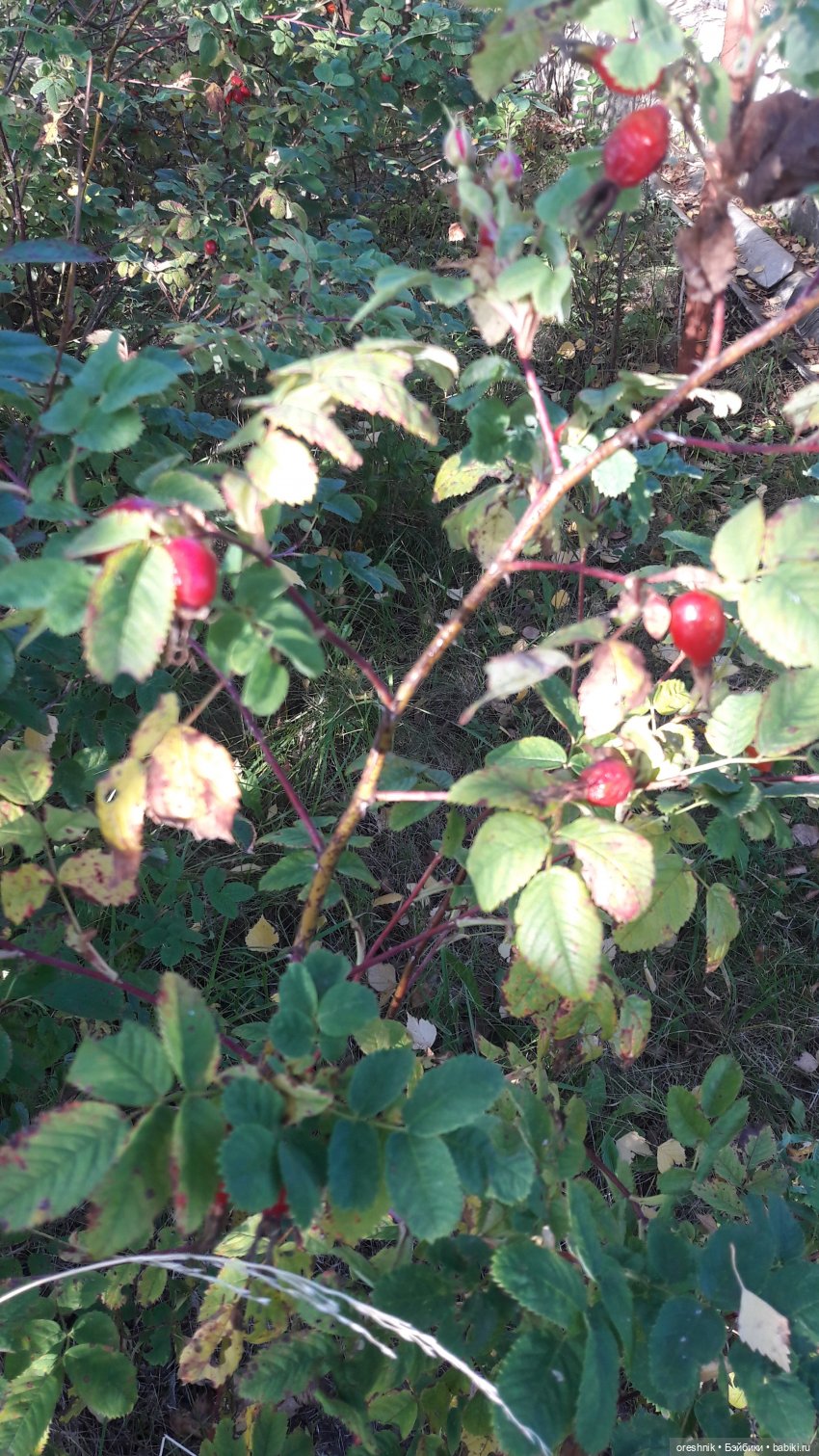 Как я осенью в листьях загорала🍁🍂🌤️