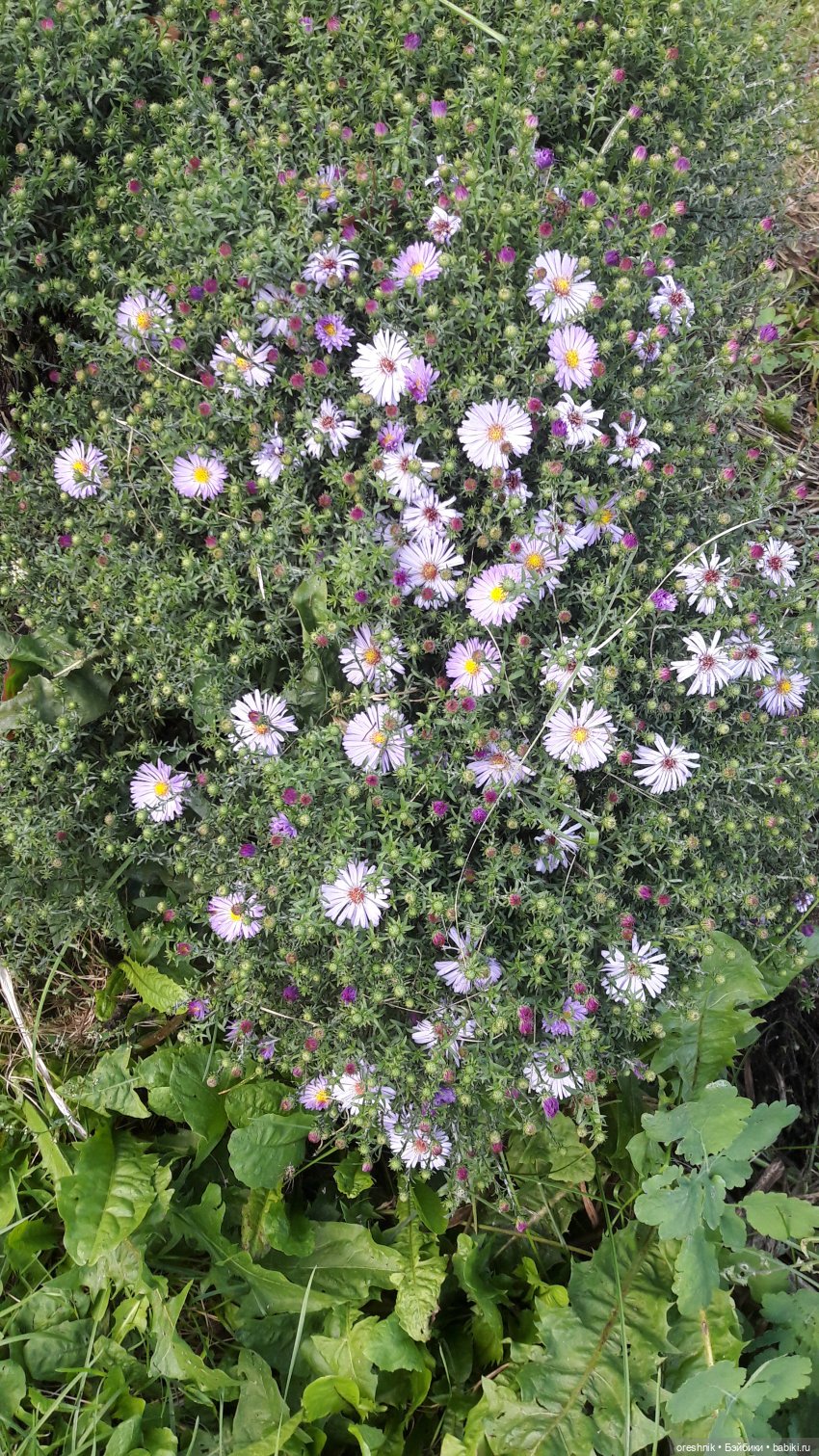 Осеннее кувыркание в цветах