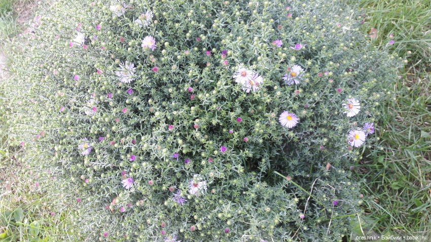 Осеннее кувыркание в цветах