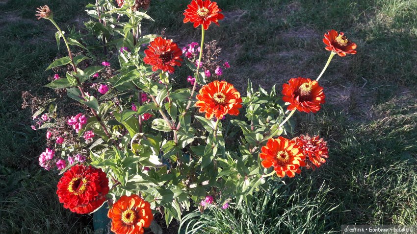 Осеннее кувыркание в цветах