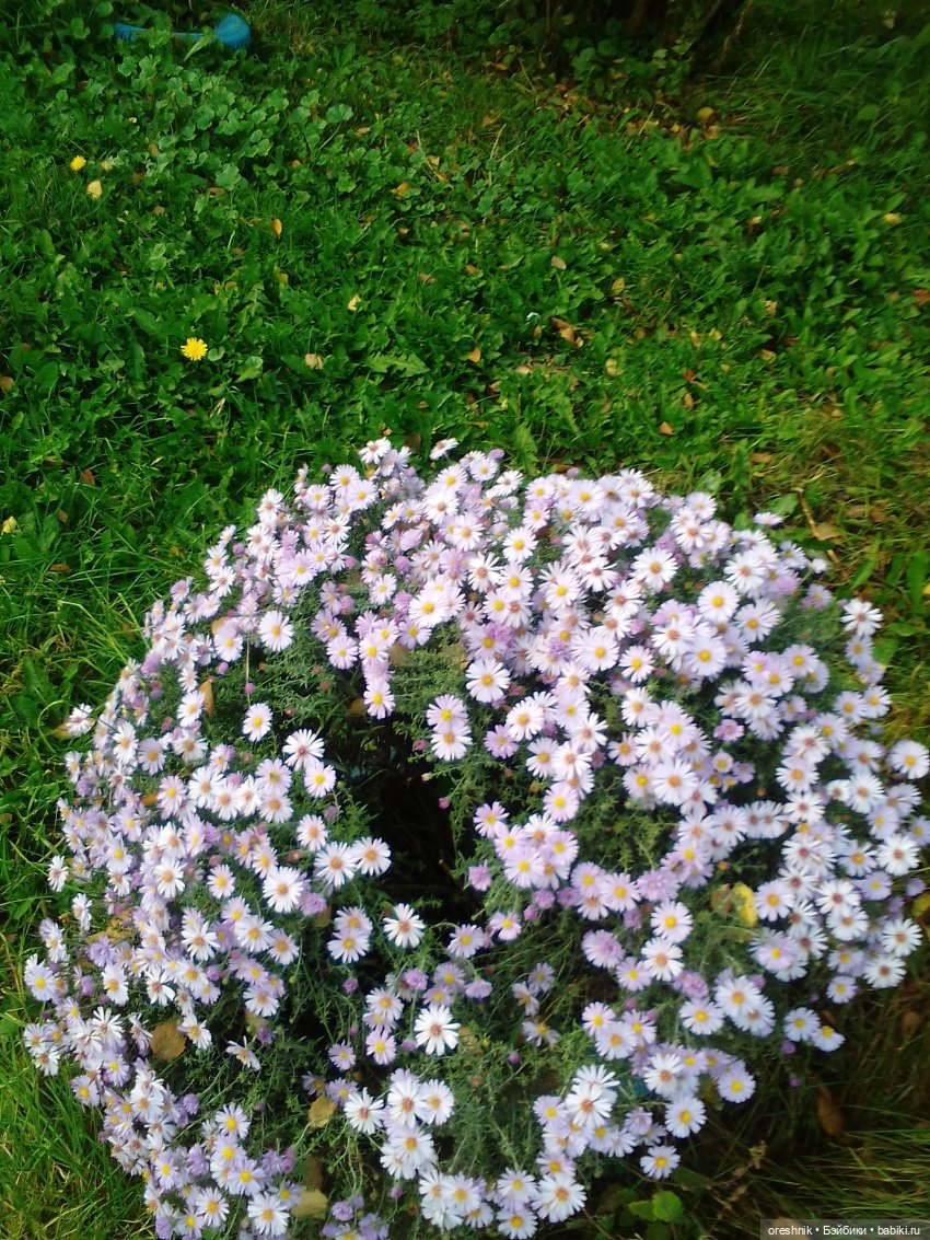 Осеннее кувыркание в цветах