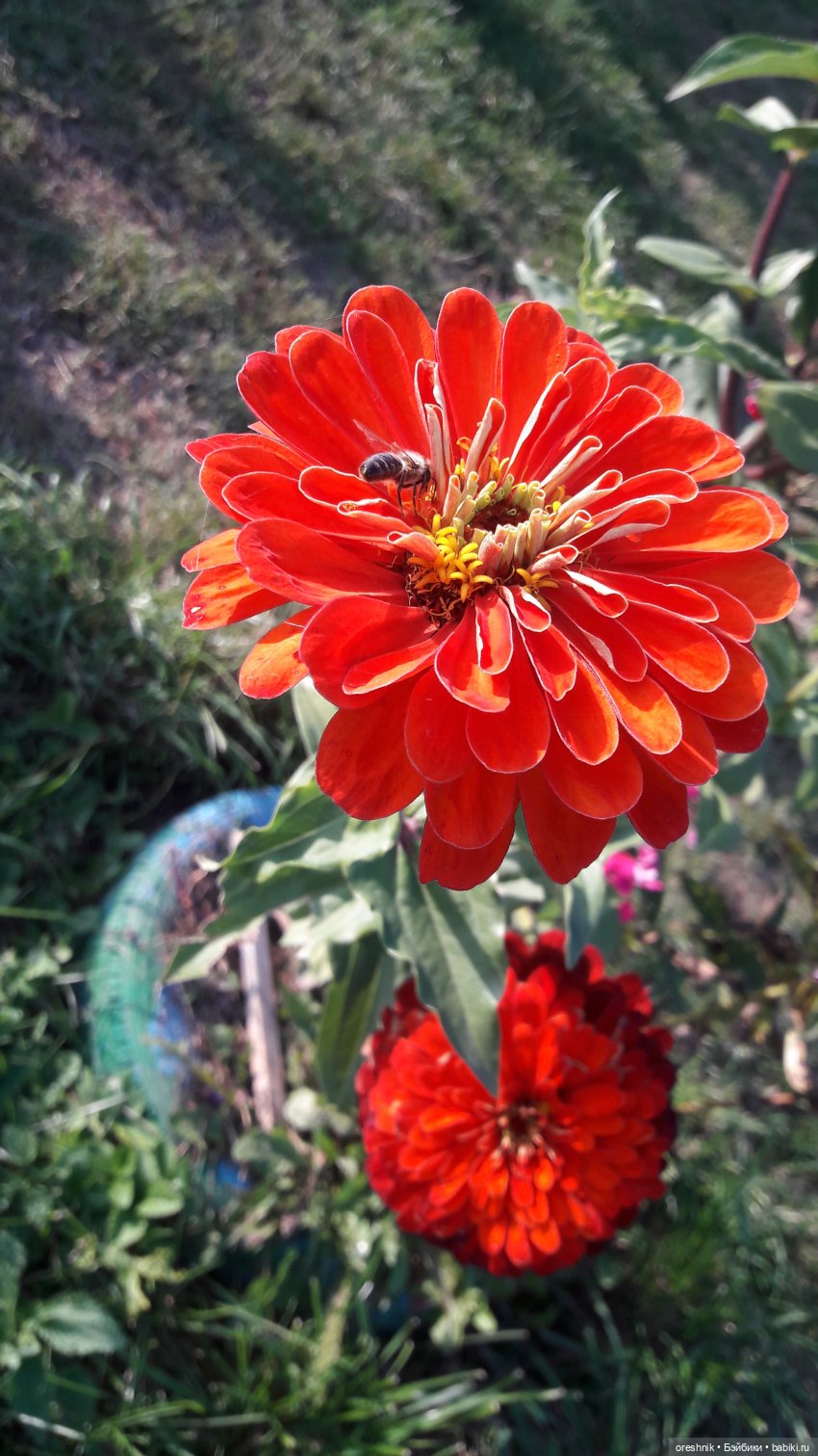 Осеннее кувыркание в цветах