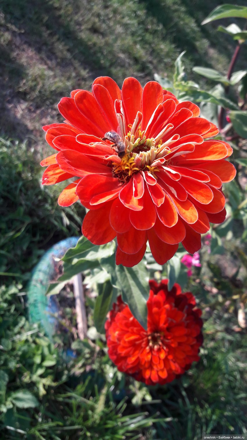 Осеннее кувыркание в цветах