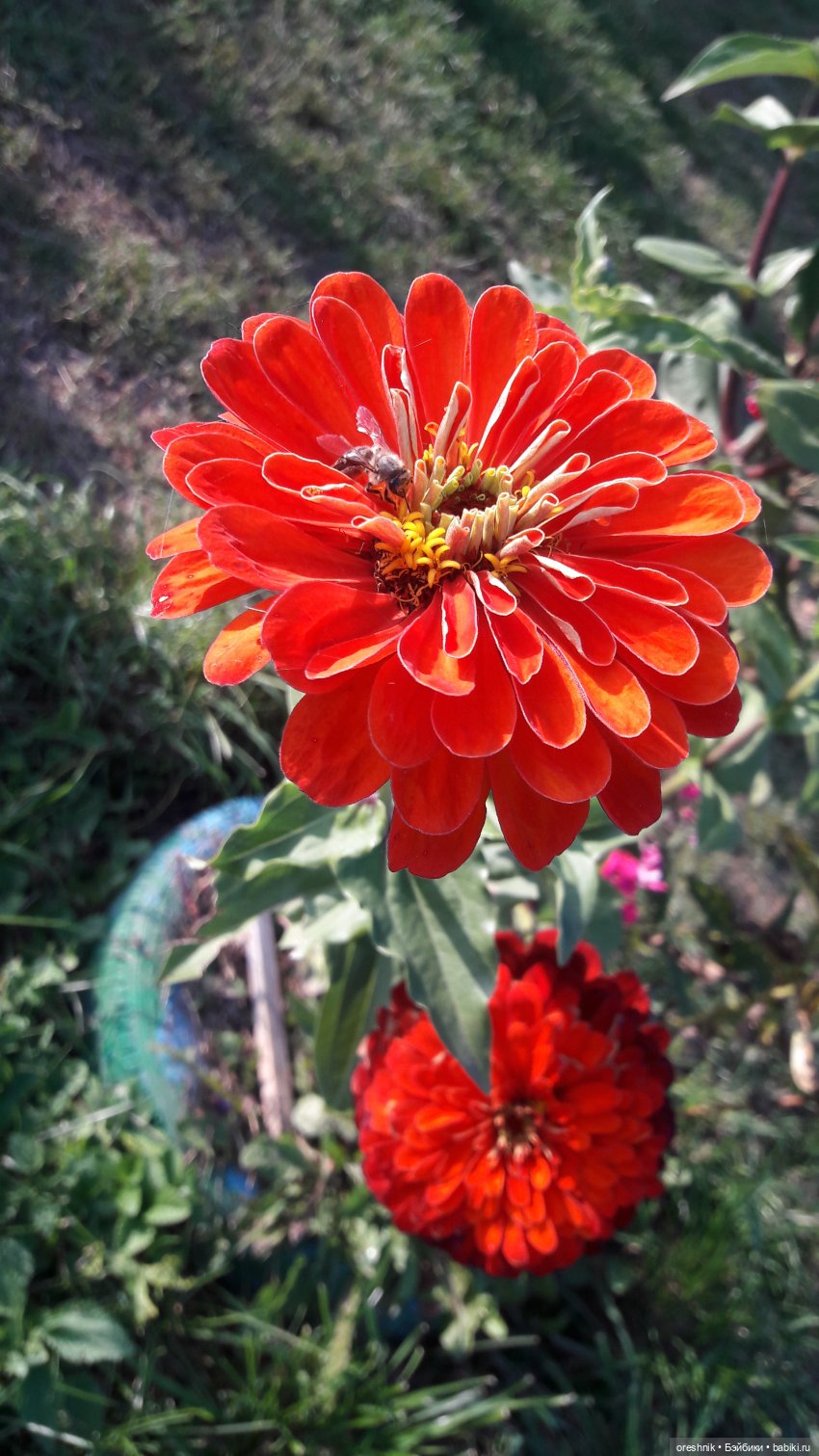 Осеннее кувыркание в цветах