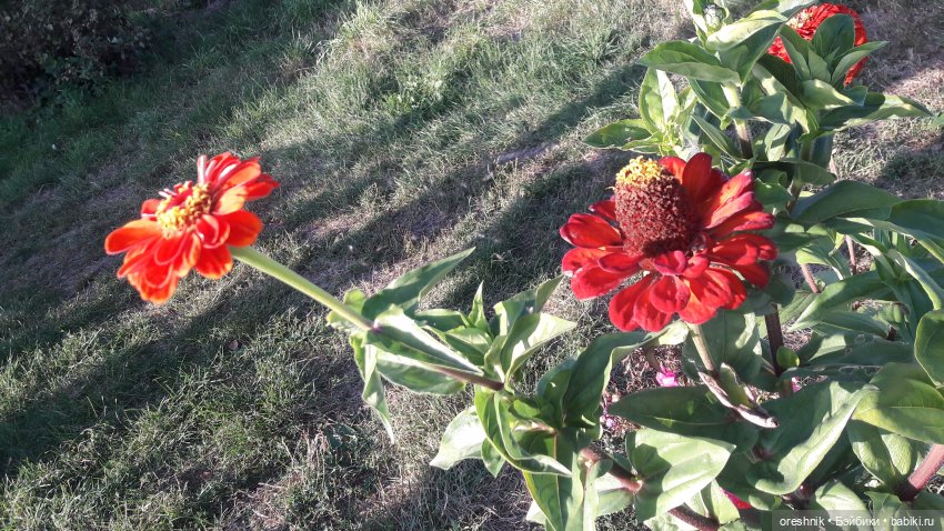 Осеннее кувыркание в цветах