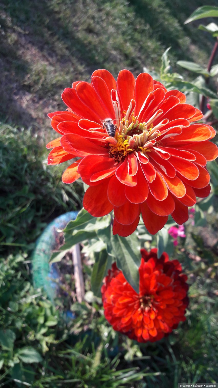 Осеннее кувыркание в цветах